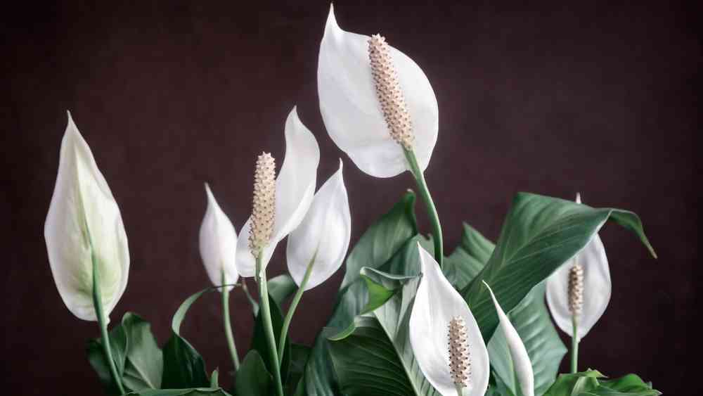 স্প্যাথিফাইলাম (পিস লিলি): বেনজিন, ফর্মালডিহাইড থেকে অ্যামোনিয়া— বাতাস থেকে বেশির ভাগ দূষিত পদার্থই টেনে নিতে পারে এই গাছ। তবে এর পাতা শিশু এবং পোষ্যদের শরীরে বিষক্রিয়া ঘটাতে পারে।