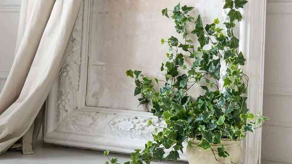 আইভি লতা: বাড়ির দেওয়ালে অনেকে এই গাছ লাগান। কিন্তু গ্রীষ্মপ্রধান দেশে ঘরের ভিতরে রাখাই ভাল। তাতে বাতাসও পরিশুদ্ধ হয়।