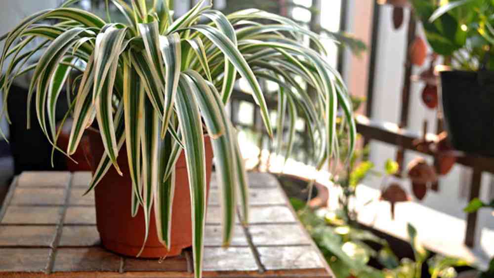 স্পাইডার প্লান্ট: এই গাছ ঘরের ভিতরে বাঁচানো খুব সহজ। ফর্মালডিহাইড এবং জাইলেনের মতো দূষিত পদার্থ বাতাস থেকে টেনে নেয় এই গাছ। শিশু এবং পোষ্যরাও নিরাপদ এই গাছ থেকে।