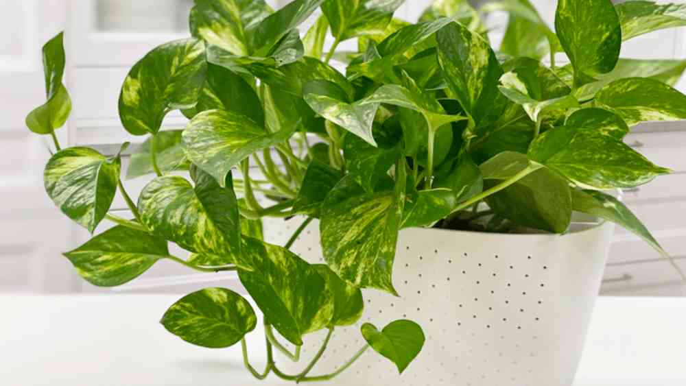 মানি প্লান্ট (পথোস): বহু বাড়িতেই এই গাছ থাকে। একে বাঁচানোর জন্যও বিশেষ পরিশ্রম করতে হয় না। এমনকি মাটিও লাগে না এই গাছ বাঁচাতে। শুধু জলে রেখে দিলেও বেঁচে থাকে।