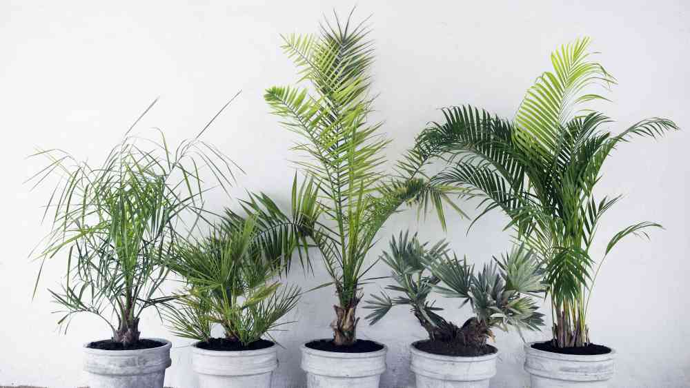 পার্লার পাম: বহু ধরনের পাম গাছ হয়। তার মধ্যে পার্লার পাম প্রজাতিটি ঘরের বাতাস পরিশুদ্ধ করতে সবচেয়ে কাজের। লেডি পাম এবং বাম্বু পামও এর কাছাকাছি থাকবে।
