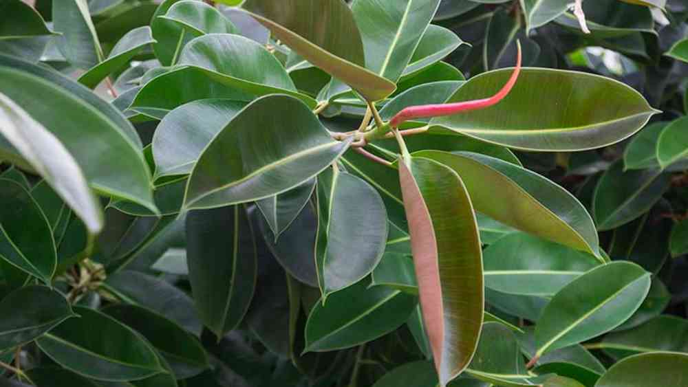 রাবার গাছ: এটিও অত্যন্ত পরিচিত গাছ। অনেকের বাড়িতেই থাকে। এই গাছ বাতাস পরিশুদ্ধও করতে পারে। ফর্মালডিহাইড জাতীয় দূষিত পদার্থ টেনে নিতে এর জুড়ি নেই।