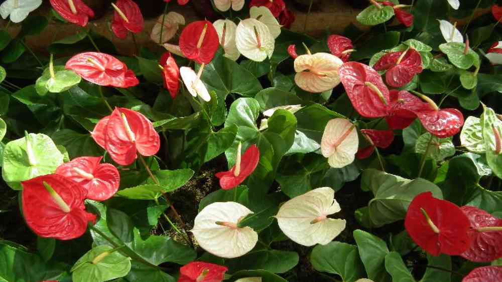 অ্যান্থুরিয়াম (ফ্ল্যামিংগো লিলি): এটিও স্প্যাথিফাইলাম গোত্রের গাছ। কিন্তু এর ফুলের রং আলদা। অন্দরসজ্জা এবং বাতাস পরিশুদ্ধ করা— দু’টিই করতে পারে এই গাছ।