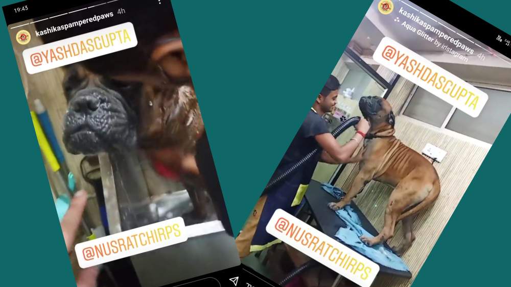 পশু চিকিৎসা কেন্দ্র তাঁদের ইনস্টাগ্রাম স্টোরিতে যশরতের সারমেয়র একাধিক ভিডিয়ো এবং ছবি পোস্ট করে।