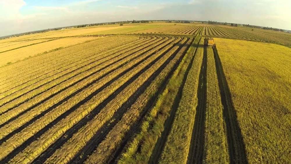 ২০৫০ সাল পর্যন্ত এই ভাবেই সবুজ প্রাচীর গড়ে তোলার কাজ চালিয়ে যাবে চিন। আট কোটি ৮০ লক্ষ একর এলাকা জুড়ে প্রসারিত থাকবে এই অরণ্য, পরিকল্পনা এমনই।