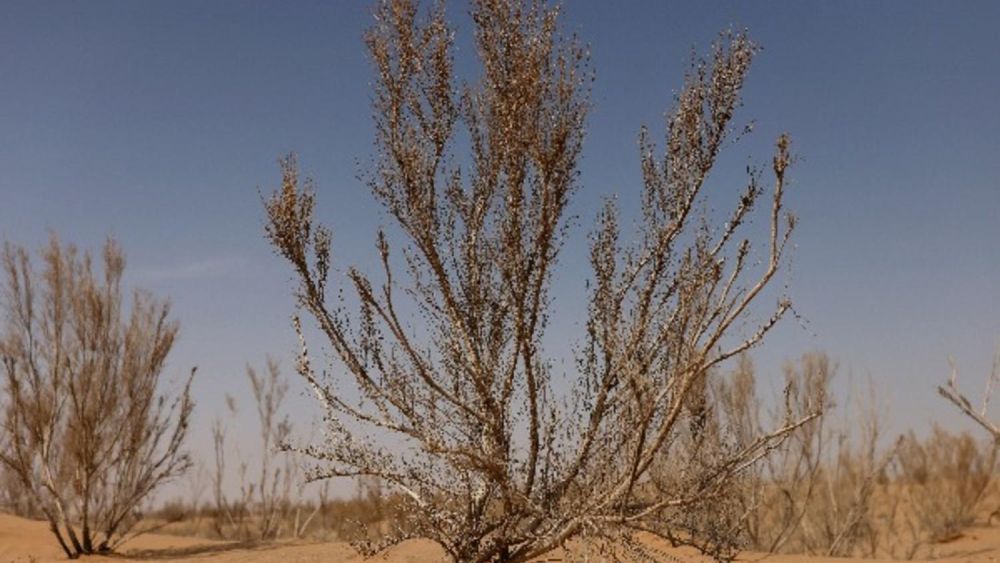 ইতিমধ্যেই যার ফলে মরুভূমির ৫ থেকে ১৫ শতাংশ অঞ্চল অরণ্যে পরিণত করে দিতে পেরেছে চিন। সব কিছুকে গ্রাস করতে আসা মরুভূমিকেও রুখে দিতে পেরেছে অনেকটাই।