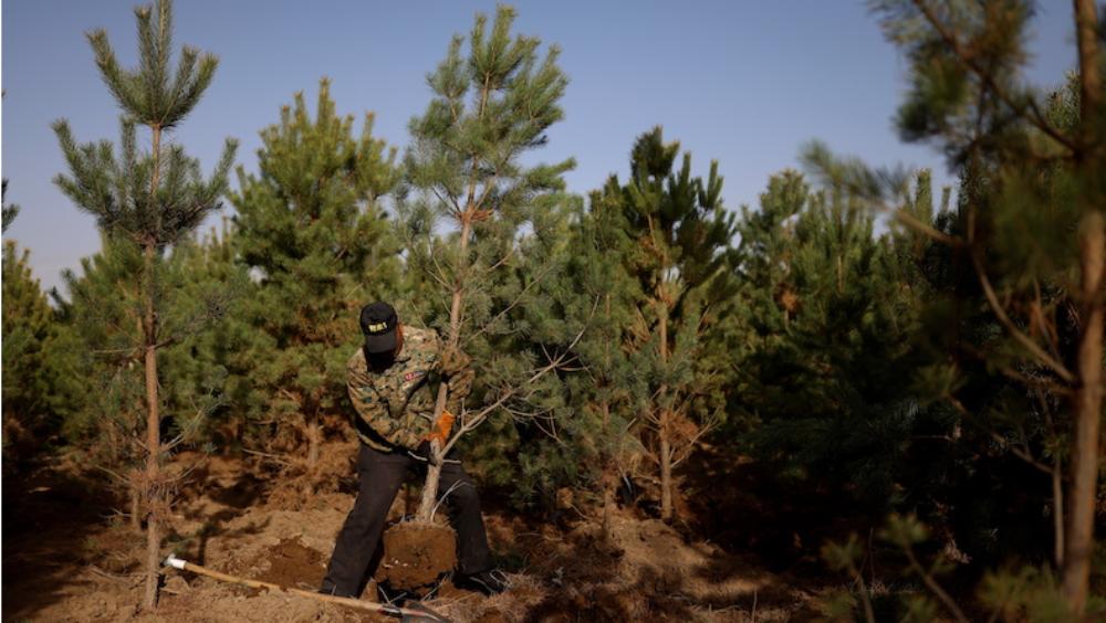 দুই, ওই অঞ্চলের আশেপাশে থাকা কৃষকদের গাছ লাগানোর উপর নির্দিষ্ট পরিমাণ অর্থ ধার্য করে দিয়েছে। গাছ পিছু টাকা পান তাঁরা।