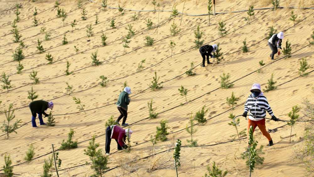 সমস্যার আশু সমাধানে চিন এমন সমস্ত গাছ ওই অঞ্চলে রোপণ করছে, যেগুলি দ্রুত বৃদ্ধি পায়। মূলত একই ধরনের গাছ লাগাচ্ছে তারা। এতে বেশ কিছু সমস্যাও দেখা দিয়েছে।