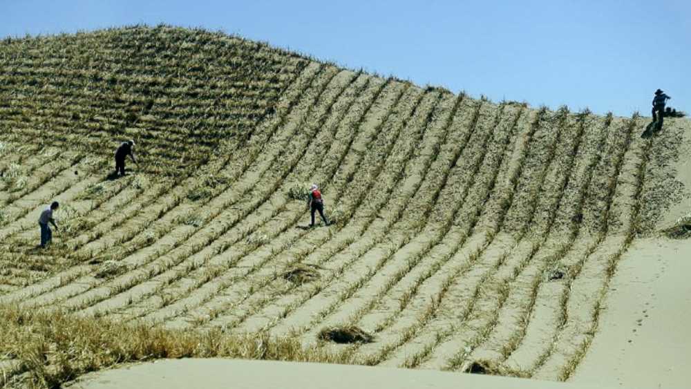 এক, ওই সমস্ত গাছগুলির শিকড় মাটির অনেক গভীরে ছড়িয়ে পড়ে। গভীর থেকে ভূগর্ভস্থ জল শোষণ করে নিচ্ছে তারা। যার প্রভাব পড়ছে চাষাবাদে এবং মানুষের দৈনন্দিন জীবনে। জলের সঙ্কট আরও তীব্র আকার ধারণ করছে।