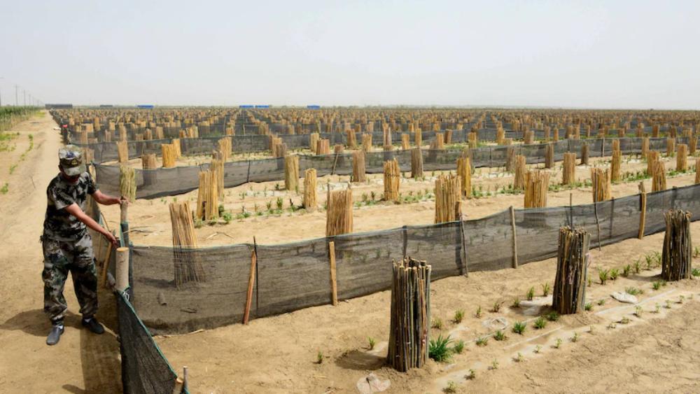 দুই, একই ধরনের যে সমস্ত গাছ লাগিয়ে জঙ্গল বানাচ্ছে চিন, সেগুলিতে খুব বেশি ডালপালা নেই। ফলে পশু-পাখি বাসা বাঁধতে পারছে না। জঙ্গলের নিজস্ব বাস্তুতন্ত্রের অভাব দেখা গিয়েছে এ ক্ষেত্রে।