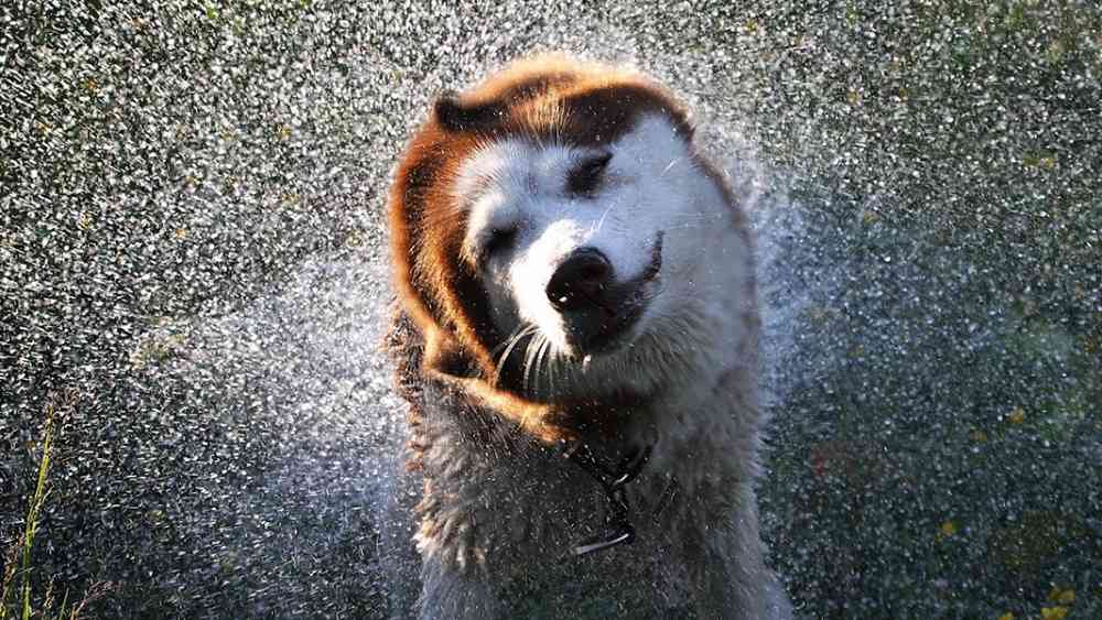 বর্ষাকালে যেন ওর লোম ভিজে না থাকে। 