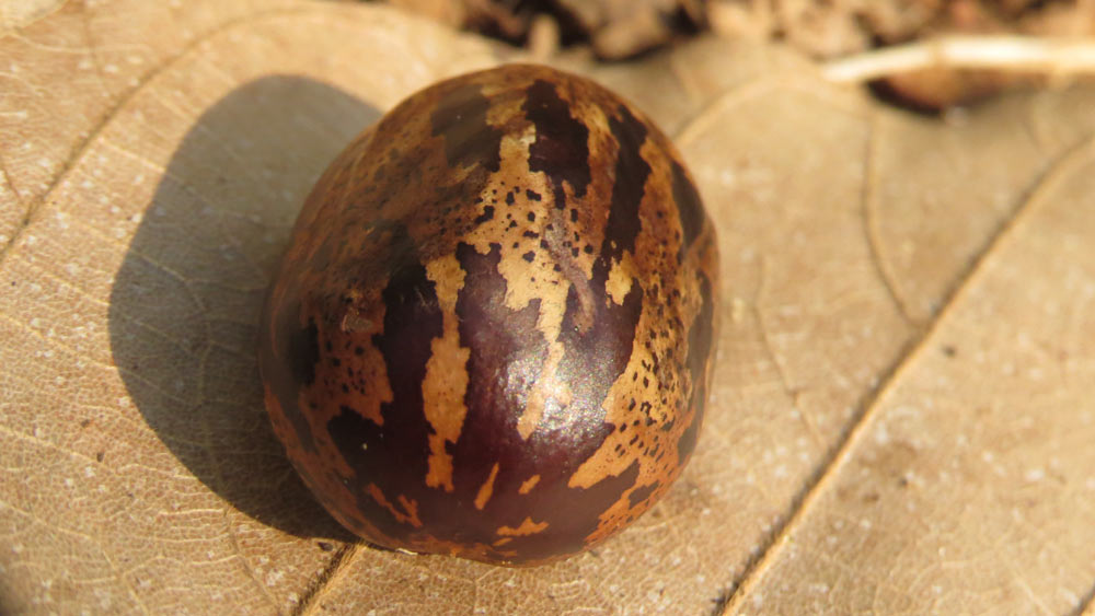 হেভিয়া ব্রাসিলিয়েনসিসের বীজ: রাবার গাছের বীজ। ব্রাজিল থেকে অন্তত ৭০ হাজার রাবার গাছের বীজ চুরি করে নিয়েছিলেন হেনরি উইকহ্যাম। হেনরি ছিলেন একজন ব্রিটিশ পর্যটক।