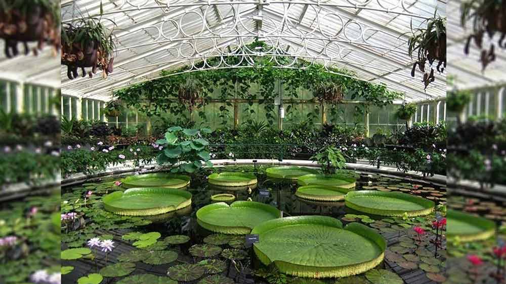 ১৮৭৫ সালে তিনি এগুলি চুরি করে দেশে ফিরে আসেন। লন্ডনের রয়্যাল বোটানিক গার্ডেনে এই বীজগুলি রাখা রয়েছে। শোনা যায় এর ফলে সে সময় ব্রাজিলের অর্থনীতিতে ব্যাপক প্রভাব পড়েছিল।