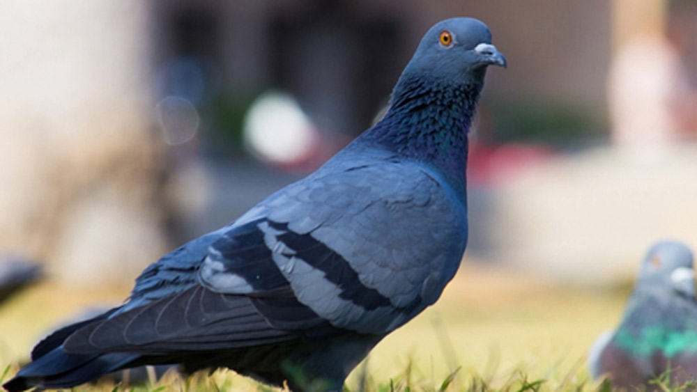 কোটিপতি পায়রা। এও আবার হয় নাকি! এ দেশে যেন সবই সম্ভব। স্নান-খাওয়া ভুলে রাত দিন উপার্জন করেও কোটিপতি হওয়ার স্বপ্ন দেখা ভারতের সিংহভাগ মানুষের কাছেই দিবাস্বপ্ন। এই পায়রাগুলি কিন্তু টাকার মূল্য না বুঝেই কোটিপতি!