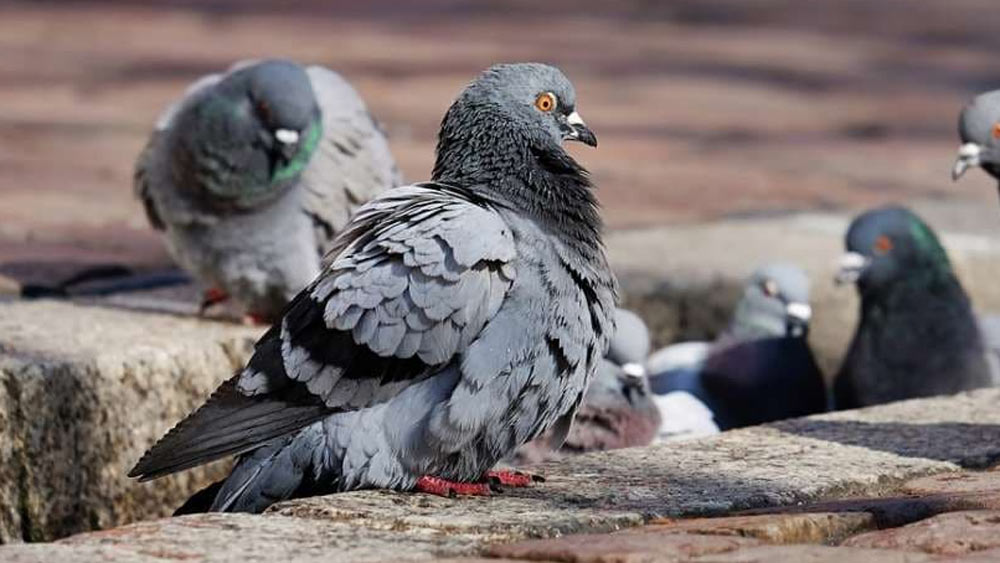 এই দেশেই এমন এক জায়গা রয়েছে যেখানে সমস্ত পায়রাই কোটিপতি। তাদের নামে বিঘা বিঘা জমি, ব্যাঙ্কের সেভিংস অ্যাকাউন্ট এবং সেই অ্যাকাউন্টে লাখ লাখ টাকাও রয়েছে।