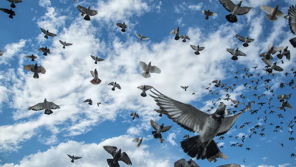 কী ভাবে কোটিপতি হল পায়রাগুলি? ৪০ বছর আগে এই এলাকার এক শিল্পপতি পায়রাদের নামে একটি ট্রাস্ট চালু করেছিলেন।