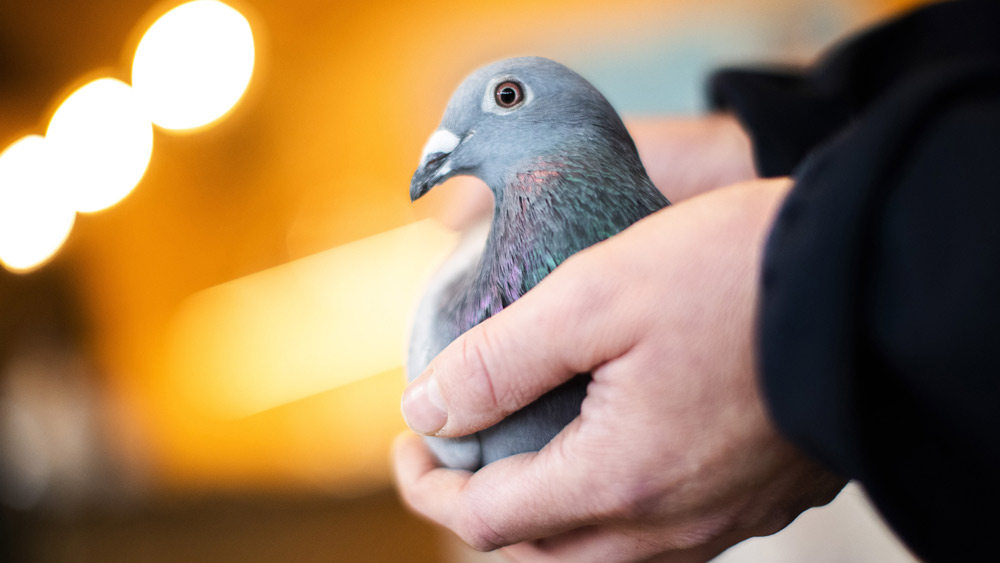 ট্রাস্টের নাম রাখেন ‘কবুতর ট্রাস্ট’। যে কোনও ব্যক্তি স্বেচ্ছায় সামর্থ্য অনুযায়ী এই অছিতে দান করতে পারেন।