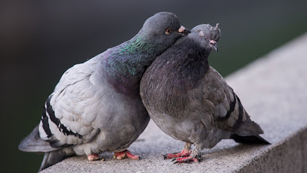 গত ৪০ বছর ধরে পাখিপ্রেমী বিভিন্ন শিল্পপতি, সাধারণ মানুষ নিজেদের সামর্থ্য অনুযায়ী দান করে আসছেন এই অছিতে। একটু একটু টাকা জমতে জমতে কোটিপতি হয়ে উঠেছে তারা।