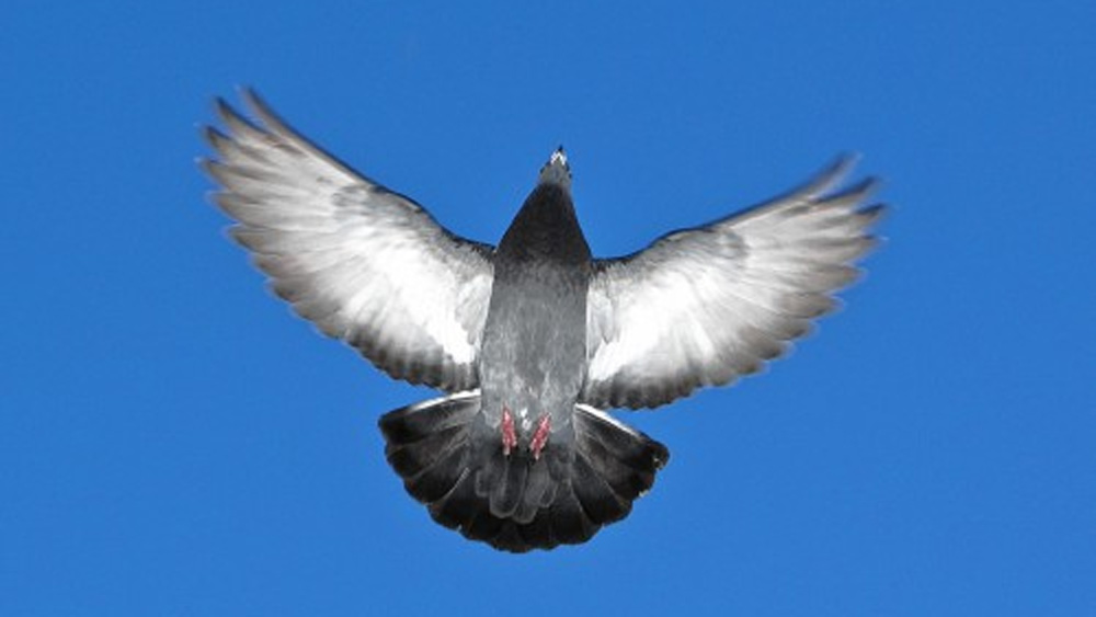 এই অছি প্রথম চালু করেছিলেন শিল্পপতি সজ্জনরাজ। তার পর বংশ পরম্পরায় অছির কাজকর্ম এগিয়ে নিয়ে গিয়েছে তাঁর পরিবার।