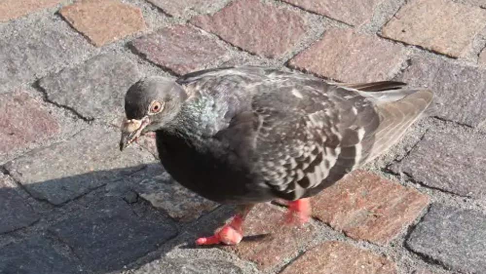 এই কাছে পাশে পেয়েছিলেন সে সময়ের পঞ্চায়েত প্রধান রামদিন চোটিয়া এবং তাঁর গুরু মরুধর কেশরীকে।