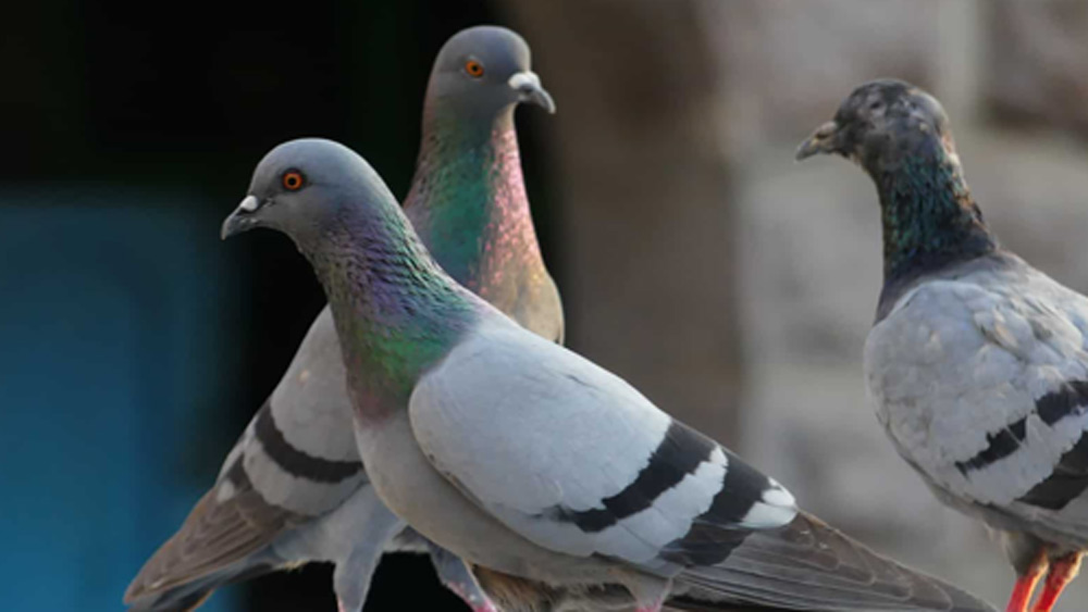 পায়রার গুরুত্ব বুঝিয়ে তাদের দেখভাল করার জন্য গ্রামবাসীদের অনুপ্রাণিত করেছিলেন মূলত এই দু’জনই।