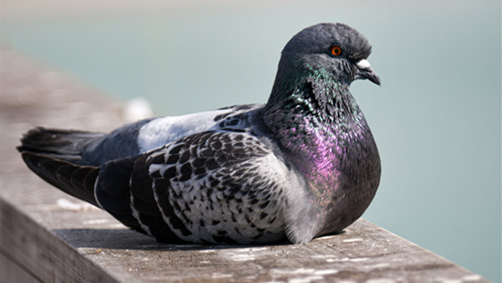 গ্রামবাসীরা কেউ পায়রাদের জন্য খাবার-জলের ব্যবস্থা করতেন, কেউ সাধ্যমতো টাকা দিতেন অছিতে। পাশাপাশি শিল্পপতিদের বড় অঙ্কের দান তো রয়েছেই।