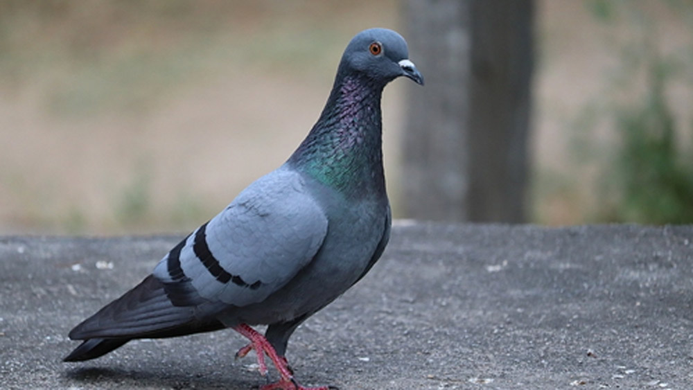 এ ভাবে একটু একটু করে জমতে জমতে অছিতে টাকার পরিমাণ কোটি ছাড়িয়ে গিয়েছে।