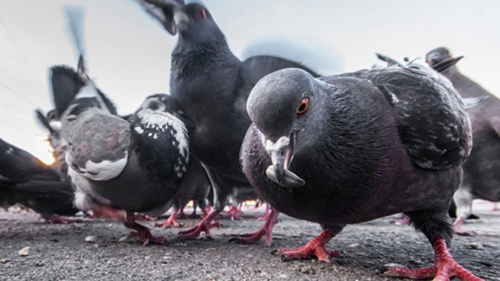 তাদের নামে ২৭টি দোকান রয়েছে। সেই দোকান ভাড়া দিয়েই প্রতি মাসে অছির উপার্জন ৮০ হাজার টাকা।