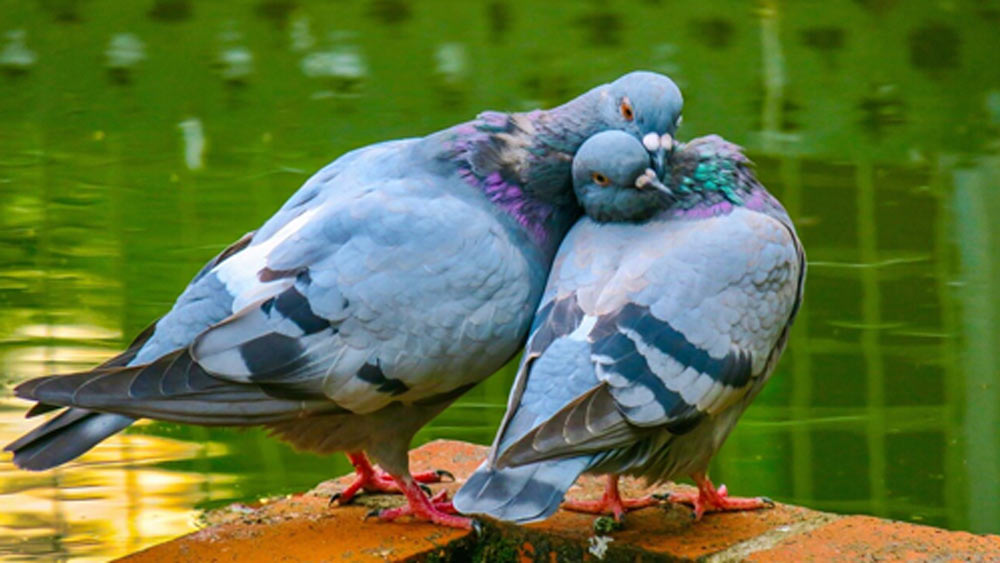 এই টাকা থেকে পায়রাদের জন্য প্রতি দিন তিন বস্তা দানাশস্যের ব্যবস্থা করে অছি।
