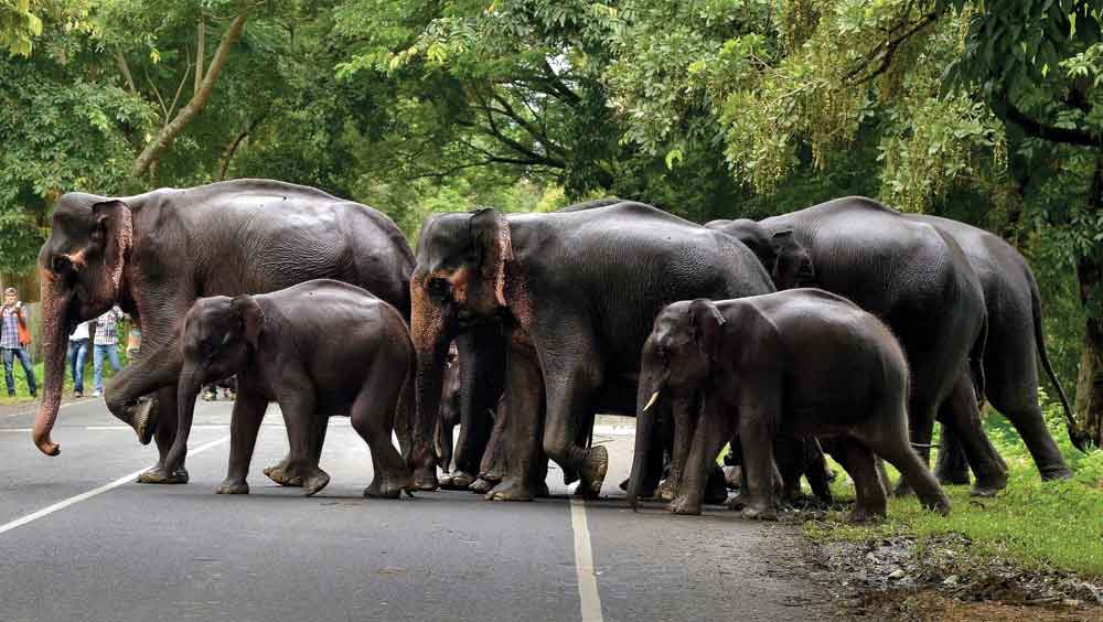 দক্ষিণবঙ্গের হাতিদের বড় অংশই আদতে দলমা থেকে আসা পরিযায়ী।