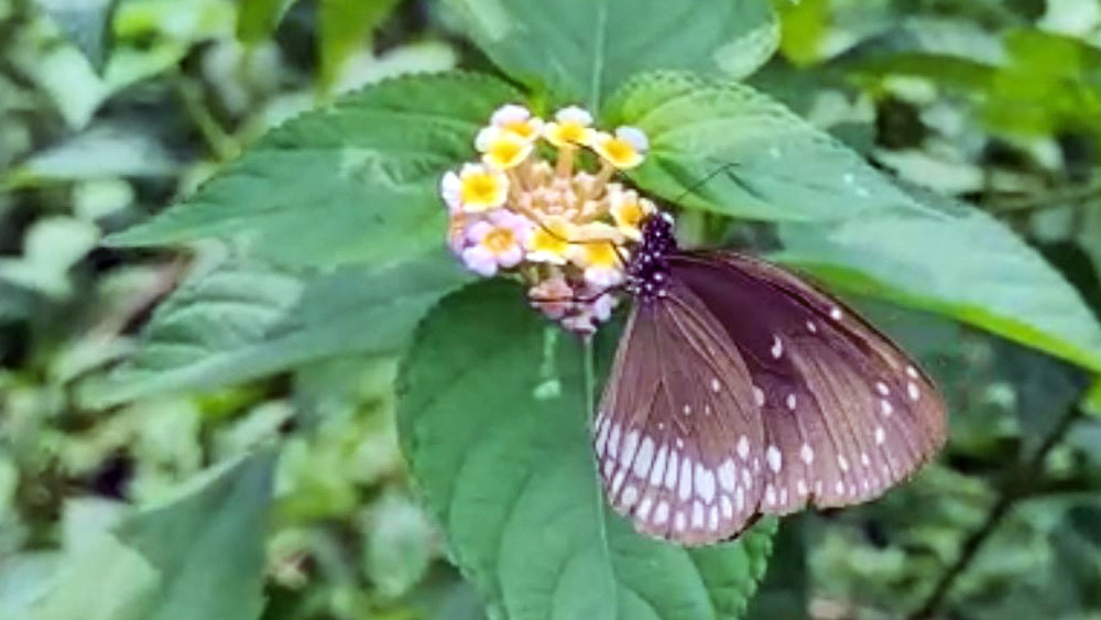 নিজস্ব চিত্র।