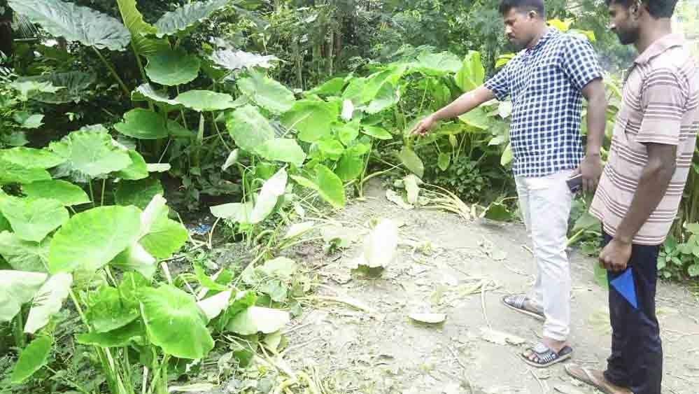 এই কচুবাগানেই পাওয়া যায় যুবকের দেহ। 