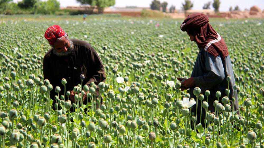 ড্রাগের ব্যবসা এবং চোরাচালান থেকে বছরে আয় প্রায় ৩ হাজার ২০০ কোটি টাকা। বস্তুত, নীলকর সাহেবদের ধাঁচেই অধিকৃত এলাকায় কৃষকদের জোর করে আফিম চাষ করায় তালিবান।