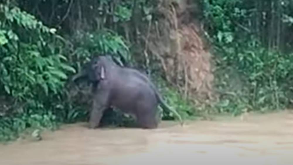 Elephant cub falls into Hatinala at Banarhat dgtld 