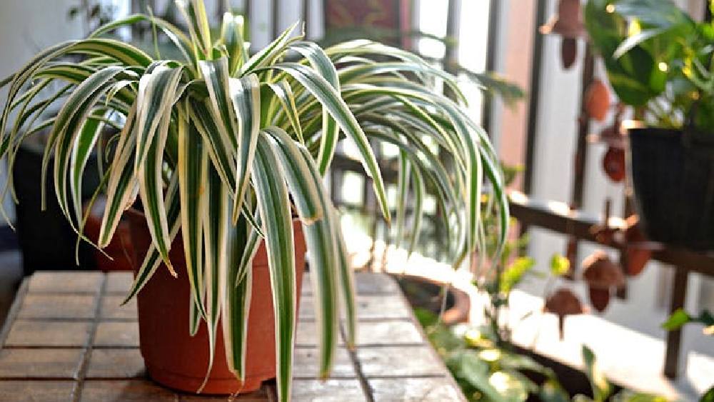 স্পাইডার প্ল্যান্ট