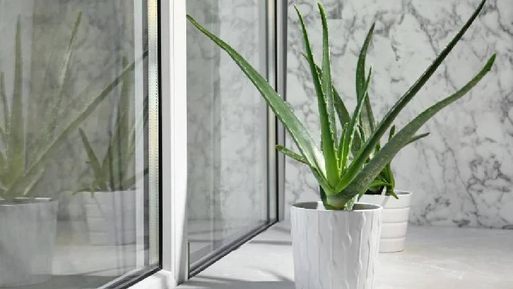 অ্যালোভেরা