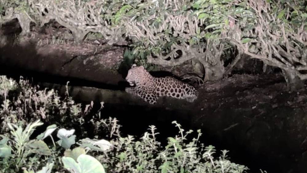 Leopard took shelter at locality near tea garden of Doors dgtld