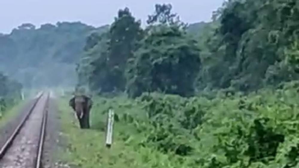 Life of an elephant saved by express train drivers in Chapramari forest in Dooars dgtld