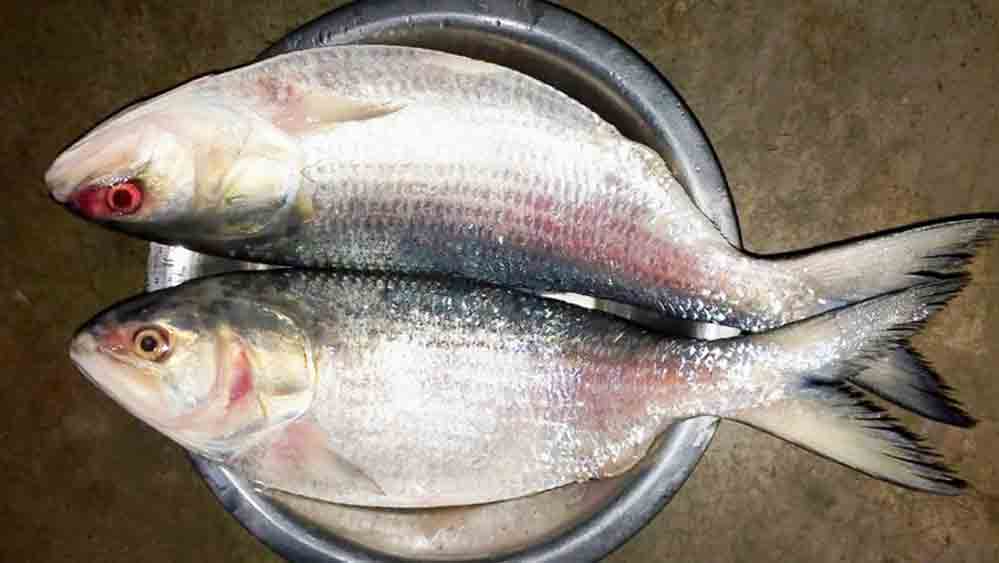 Smuggling of Hilsha from Bnagladesh