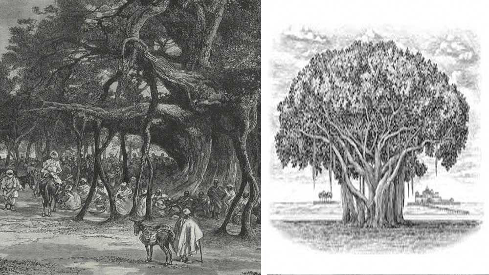 পণ্যের দরদামের পাশাপাশি বাজারের সার্বিক হাওয়াও বুঝে নিতেন জোব চার্নক। শুধু আড্ডাই নয়। কয়েক বছরের মধ্যে যখন চার্নকসাহেব-ই সুতানটি-কলকাতা-গোবিন্দপুরের অভিভাবক, তখন ওই গাছের ছায়ায় বসত তাঁর কাউন্সিল বা বিচারসভা।