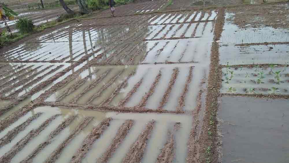 বিঘার পর বিঘা আলু চাষের জমি এখনও জলমগ্ন।