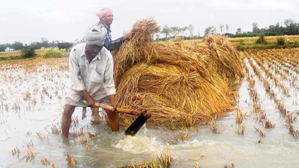 ভরাডুবি: ধানখেত থেকে বৃষ্টির জল বার করার চেষ্টা চাষির। সোমবার গোঘাটের সাতবেড়িয়ায়। 