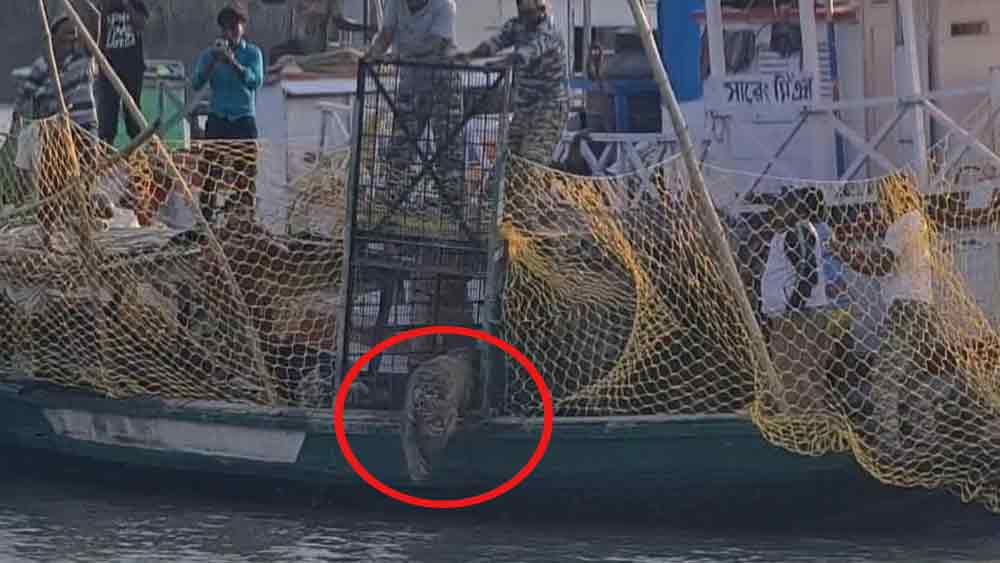 খাঁচার দরজা খুলতেই একলাফে নদীতে ঝাঁপিয়ে পড়ে বাঘটি।