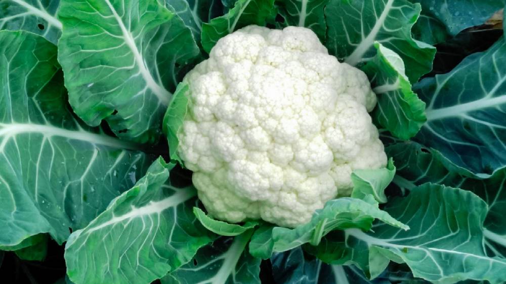 ফুলকপি।