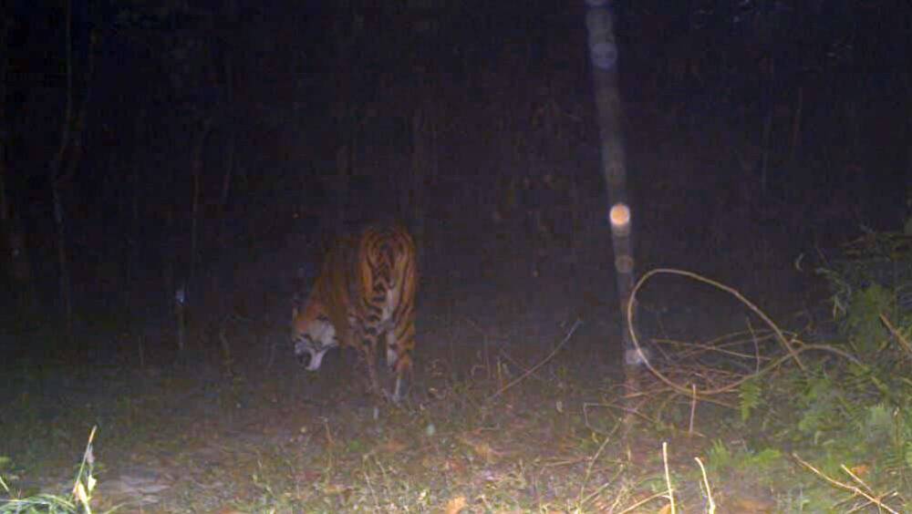 ট্র্যাপ ক্যামেরায় ধরা পড়েছে বাঘের ছবি। জলপাইগুড়ির বক্সা অভয়ারণ্যে। শুক্রবার। —নিজস্ব চিত্র।