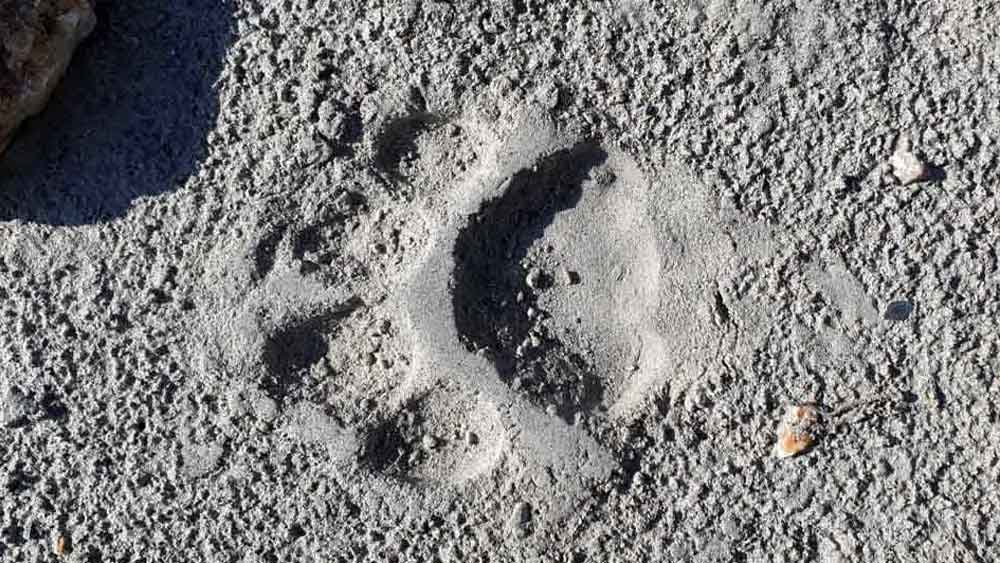 নদীর ধারে বাঘের পায়ের ছাপ।