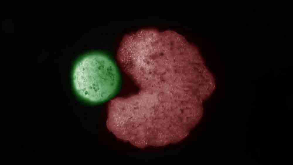 The Xenobots made from frog cells, are the first multicellular organisms found to reproduce in this way 