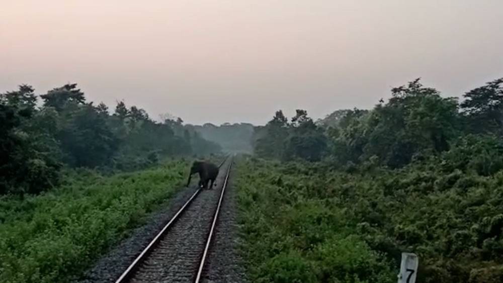 Due to alertness of Loco pilot life of elephants saved in Chapramari forest dgtld
