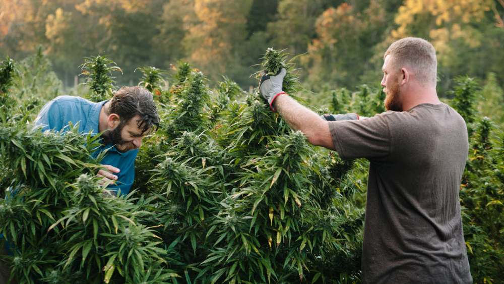 যদিও তাতে কিকির সহকর্মীদের আটকানো যায়নি। আমেরিকার মাদক নিয়ন্ত্রক সংস্থা ডিইএ কর্মীরা সম্ভবত পণ করেছিলেন গালার্দোর শেষ দেখে ছাড়বেন। তাঁরাই গালার্দোর সাধের গুয়ার্ডাজালায় একের পর এক অভিযান চালান। গ্রেফতার করেন মাদক সম্রাটকে।