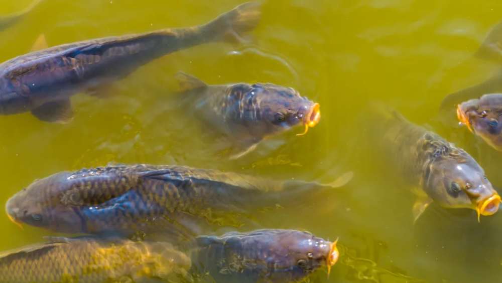 প্রতিদিন দু’বেলা এক কেজি চালের ভাত লাগত বাবিয়ার। যে পুকুরে তার বাসস্থান ছিল সেখানে মাছের কমতি ছিল না। তবে তাদের না কি সে ছুঁয়েও দেখত না বাবিয়া।  